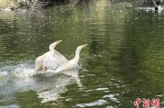 八字批算吉林：罕见白鸬鹚连续两年“故地重游”